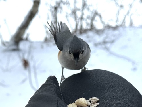 Tufted Titmouse (Baeolophus bicolor), photo 2