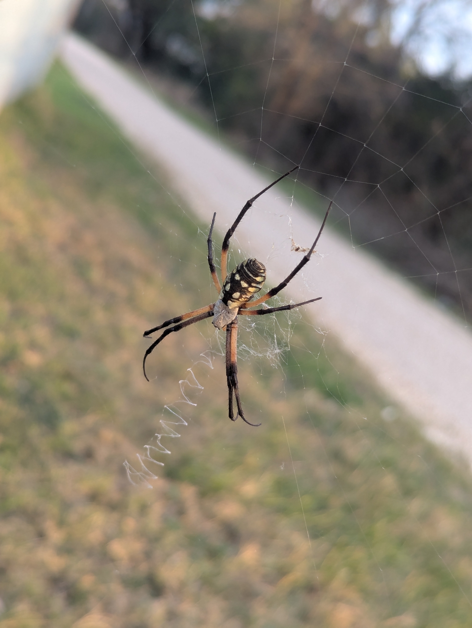 Orb Weavers in Flatonia, TX - Slide 5