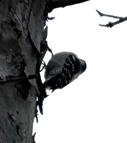 Downy Woodpecker (Dryobates pubescens), photo 1