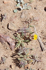 Erythranthe carsonensis