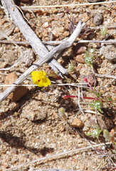 Erythranthe carsonensis