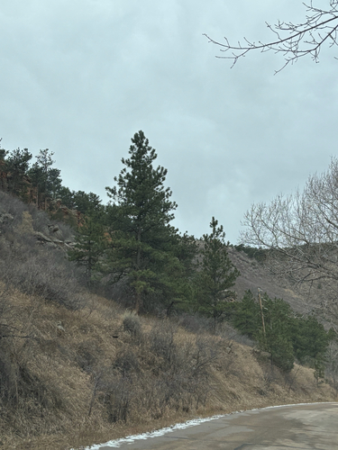 Une autre photo de Ponderosa pine