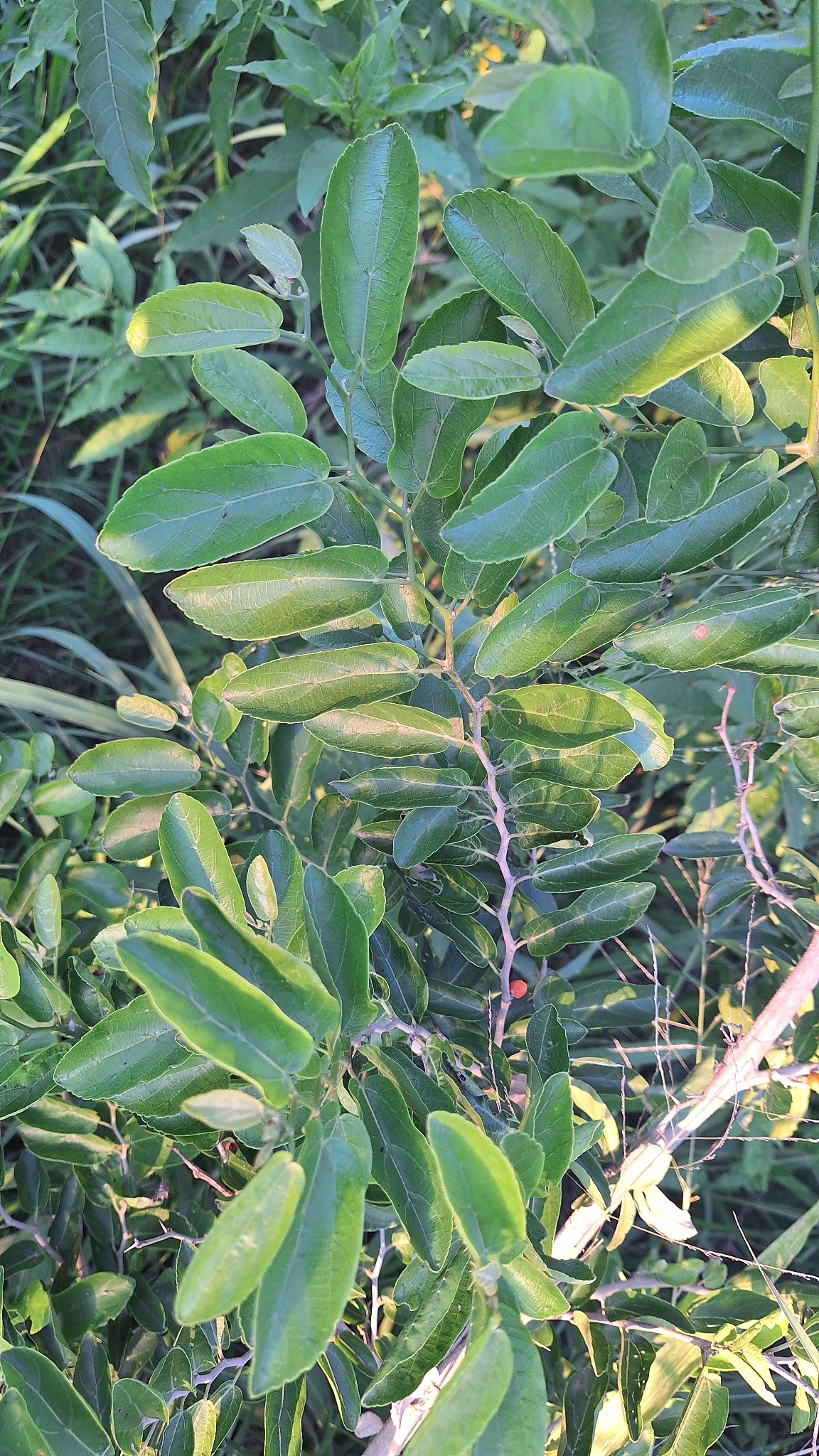Celtis spinosa