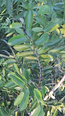 Celtis spinosa, photograph (c) Gonzalo Roget, some rights reserved (CC BY)