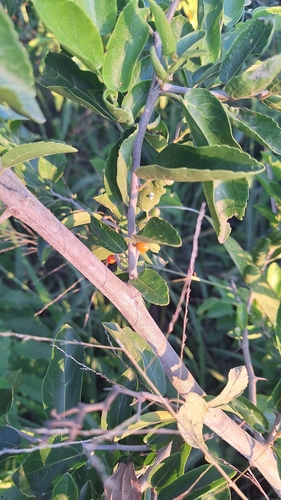 Celtis spinosa, photograph 6