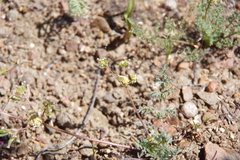 Lomatium austiniae