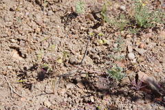 Lomatium austiniae
