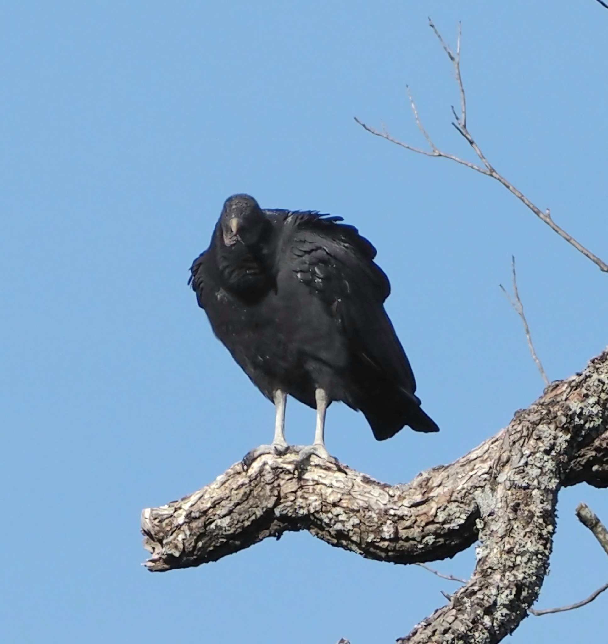 Coragyps atratus (Bechstein, 1793)