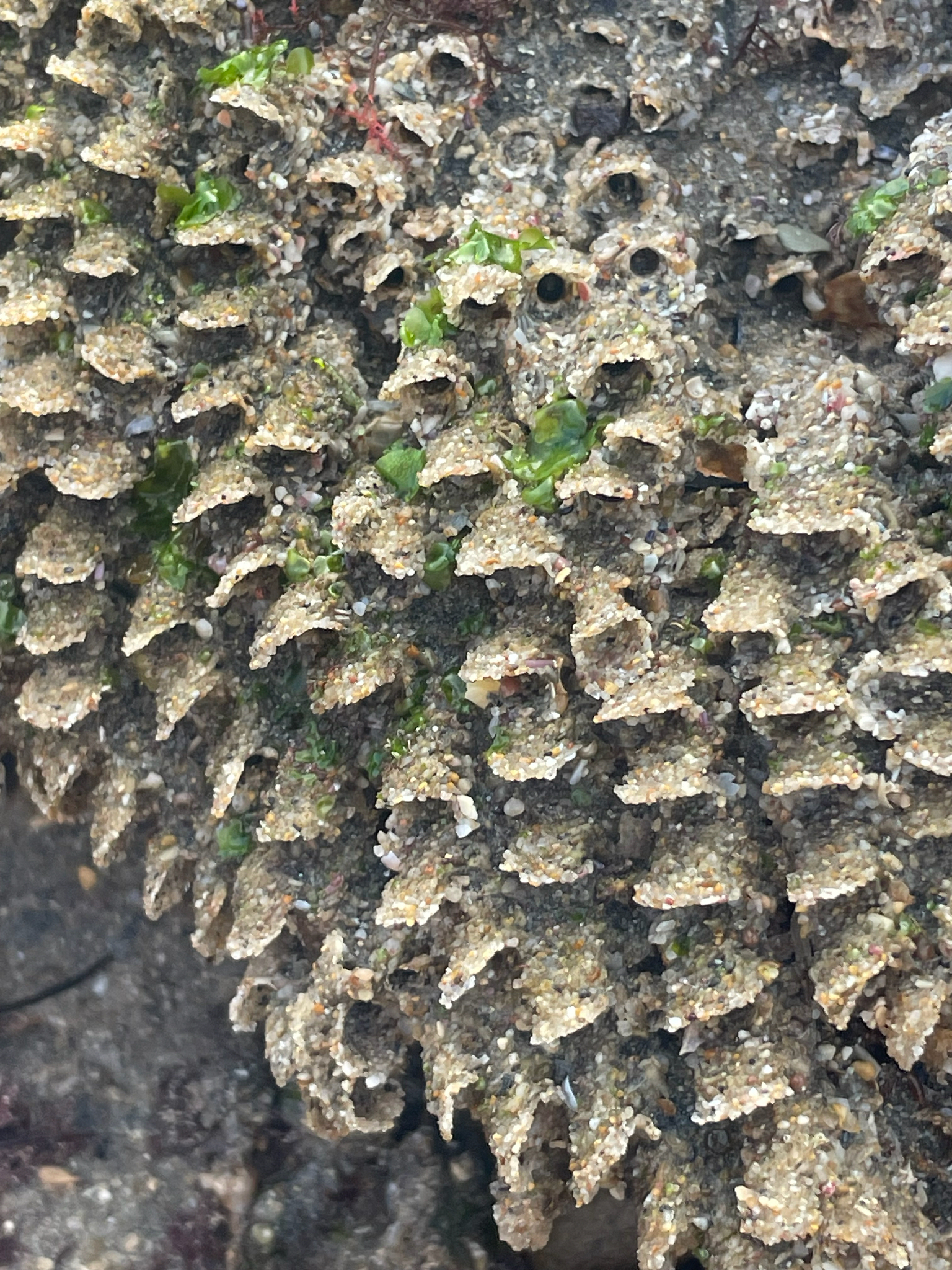 Phragmatopoma californica (Fewkes, 1889)