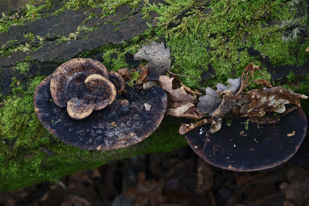Daedaleopsis confragosa · January 2026 · photo: © cryptomarasmius (iNaturalist, cc-by)