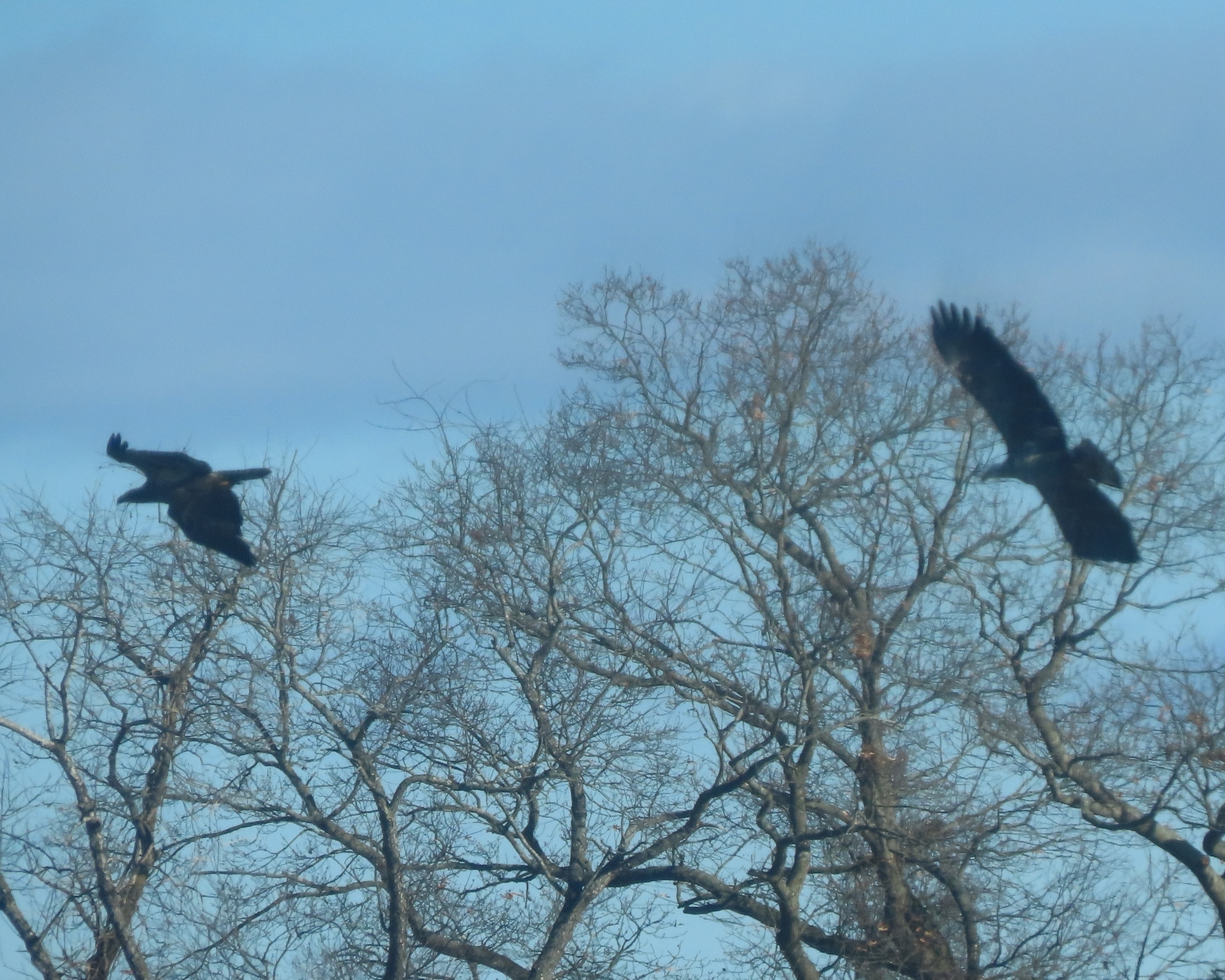 Haliaeetus leucocephalus (Linnaeus, 1766)