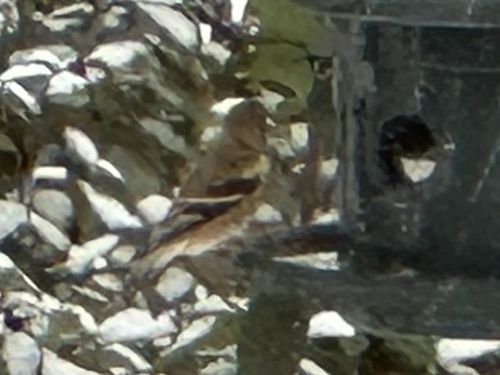 American Goldfinch (Spinus tristis)