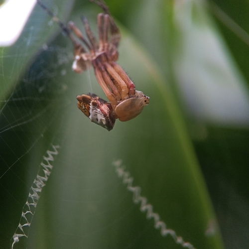 Silver Garden Orbweaver