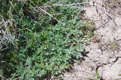 Trifolium andersonii