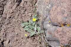Viola purpurea aurea