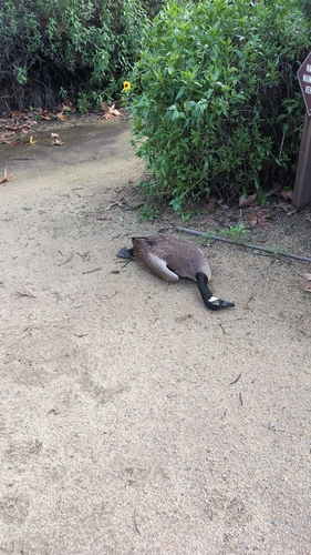 iNaturalist observation photo of Canada Goose