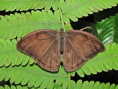 Megeuptychia antonoe