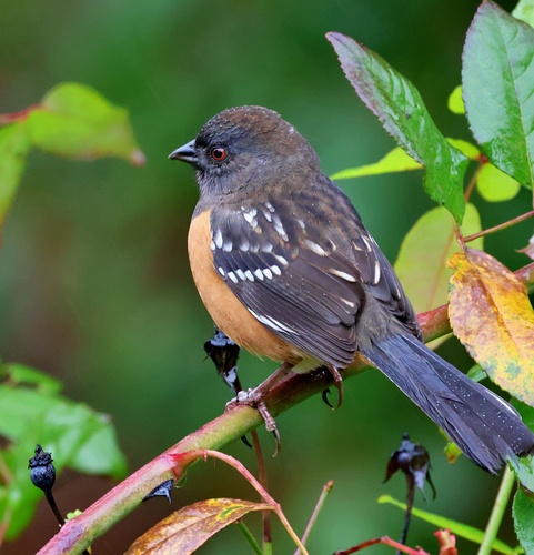 Spotted Towhee (Pipilo maculatus), photo 8