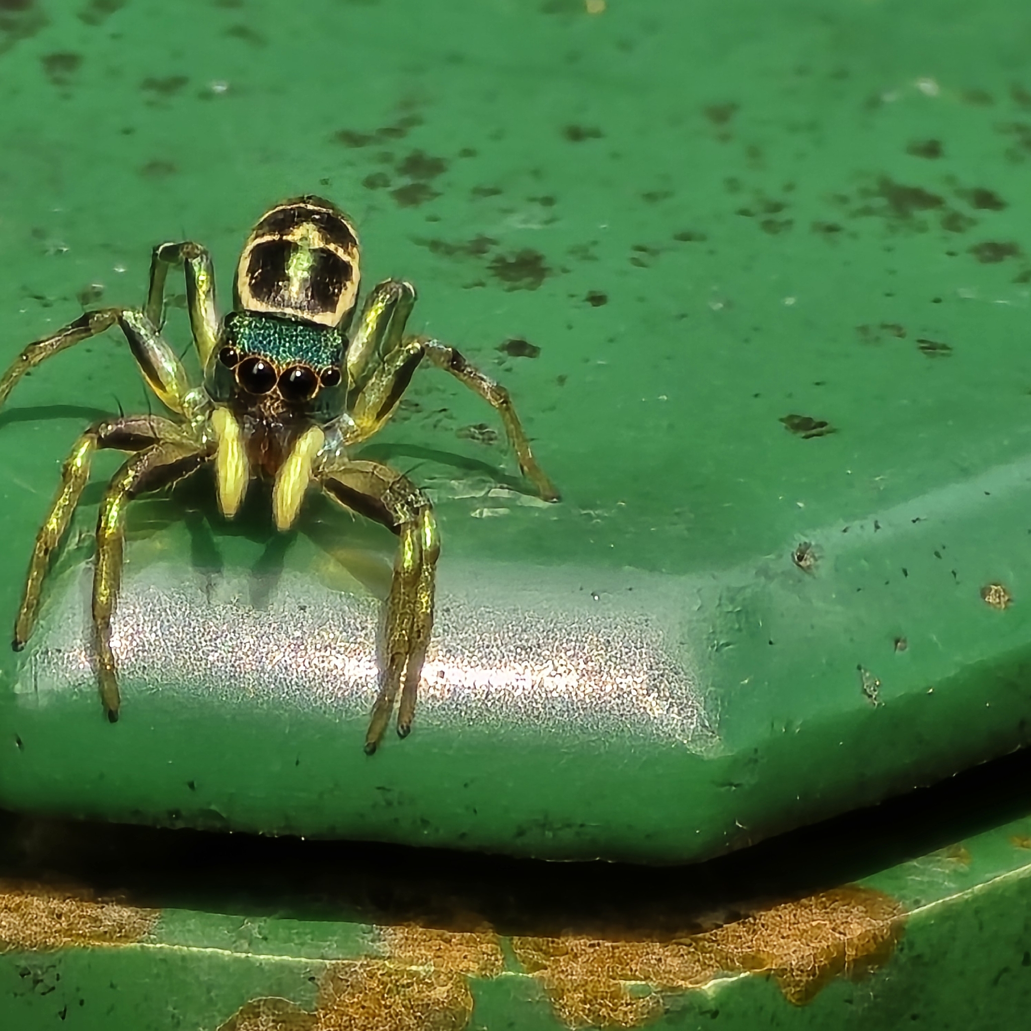 Cosmophasis thalassina (C.L.Koch, 1846)