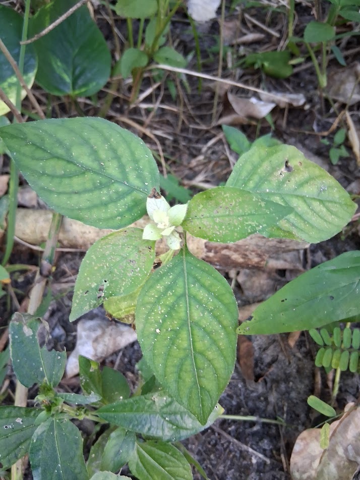 Imagem de Camarão verde