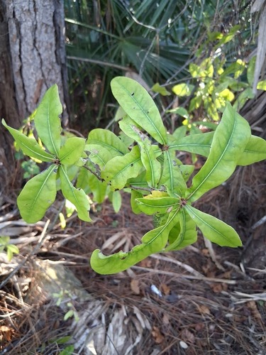 Quercus laurifolia