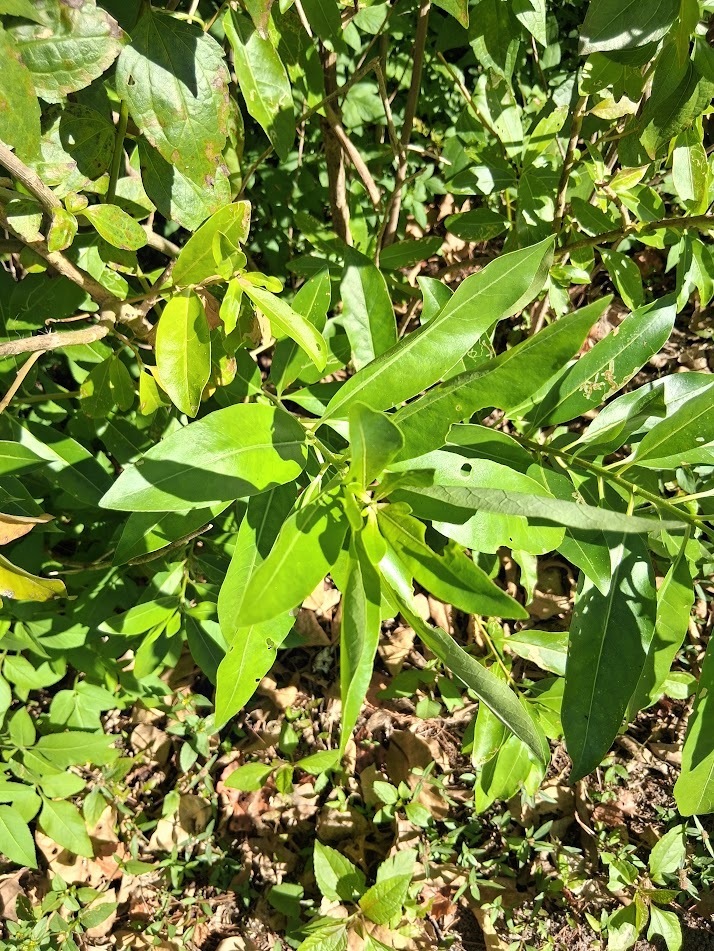 Cẩm tú lài – Cestrum diurnum
