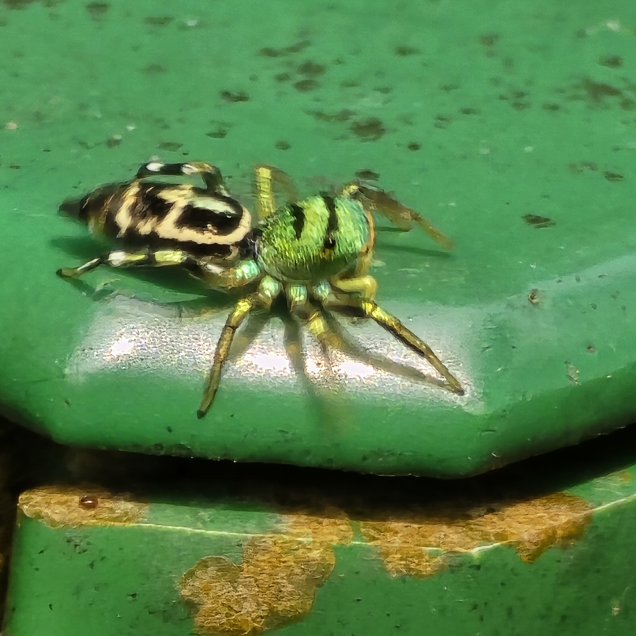 Cosmophasis thalassina (C.L.Koch, 1846)
