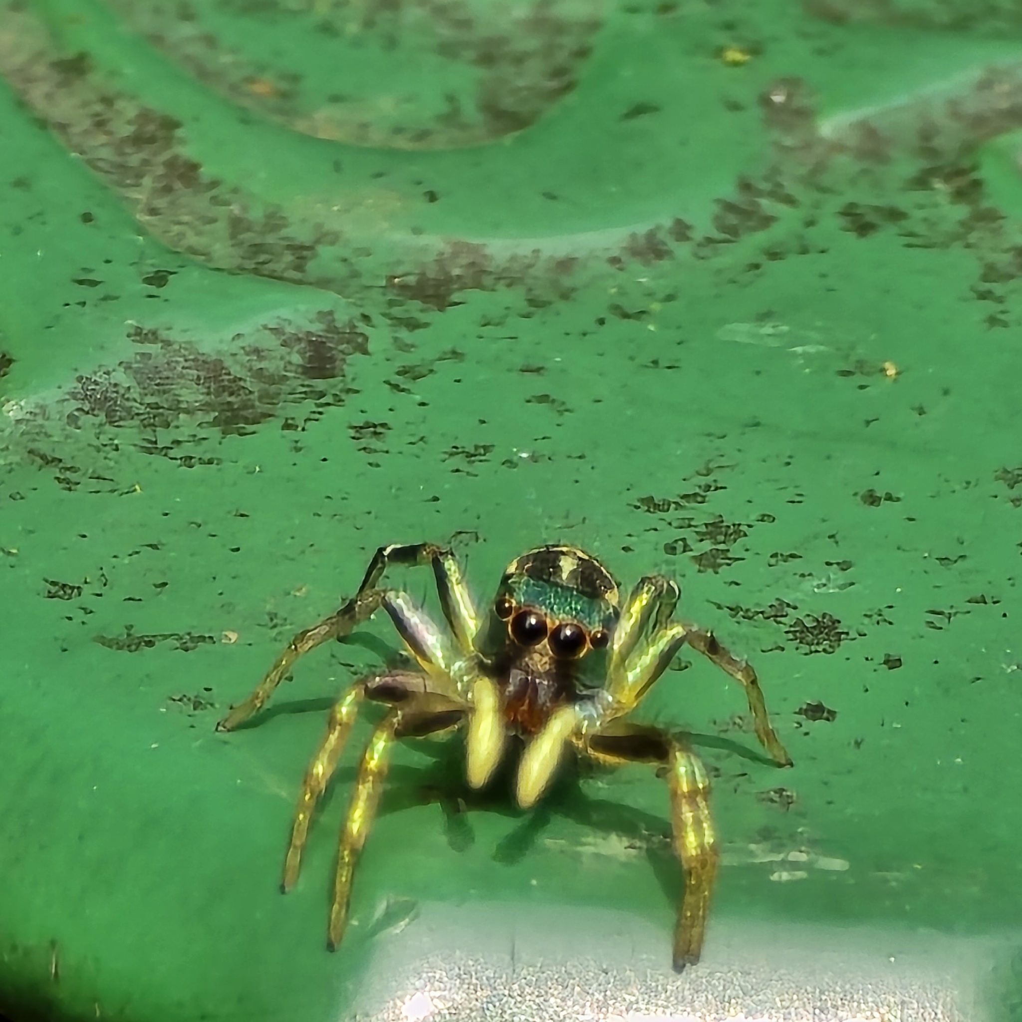 Cosmophasis thalassina (C.L.Koch, 1846)
