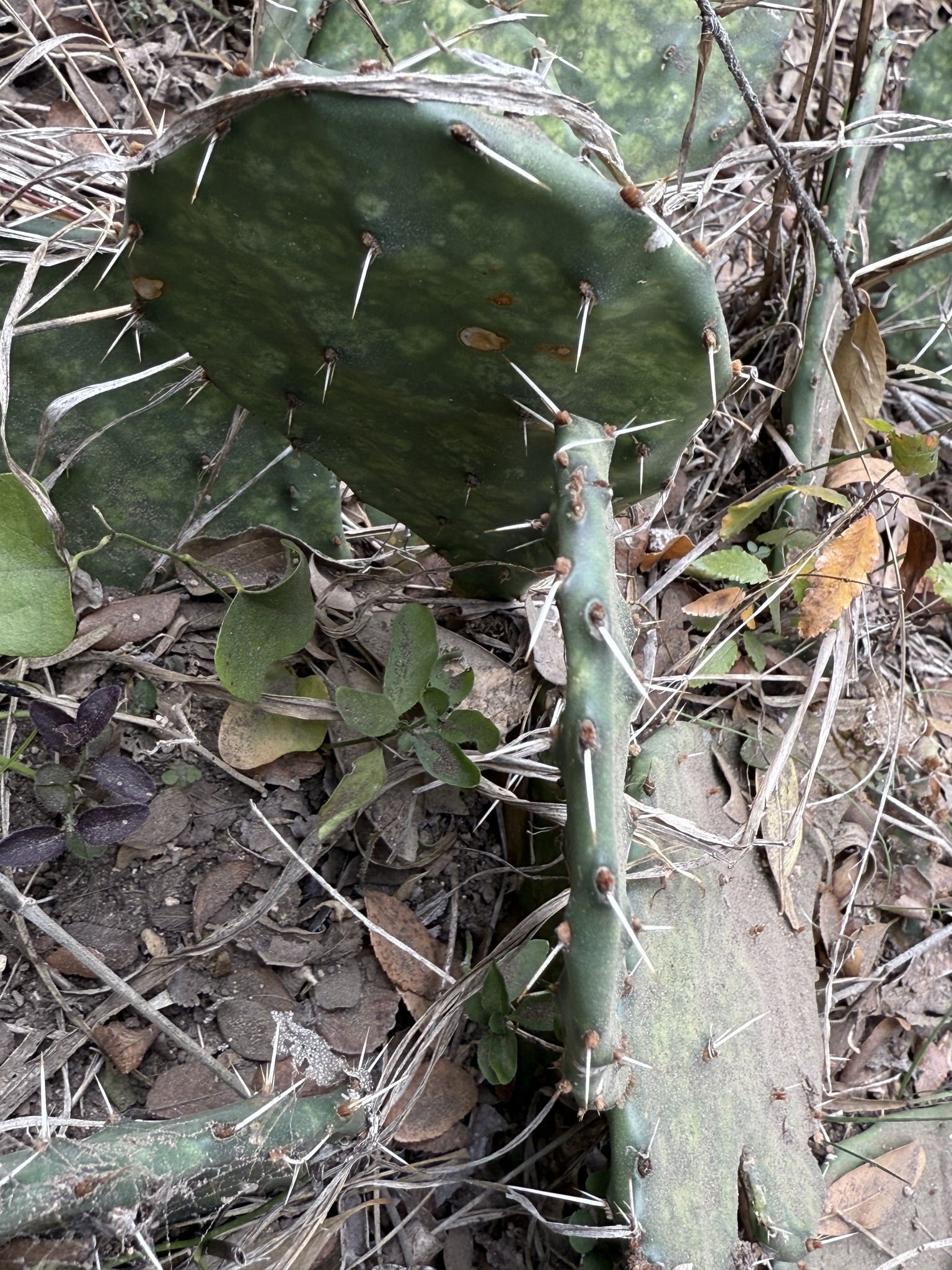 Engelmann's prickly pear