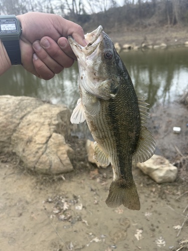 Spotted bass (Micropterus punctulatus) — Centrarchidae