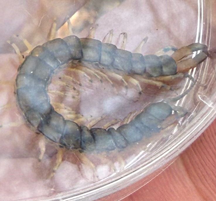 Hemiscolopendra marginata Say, 1821