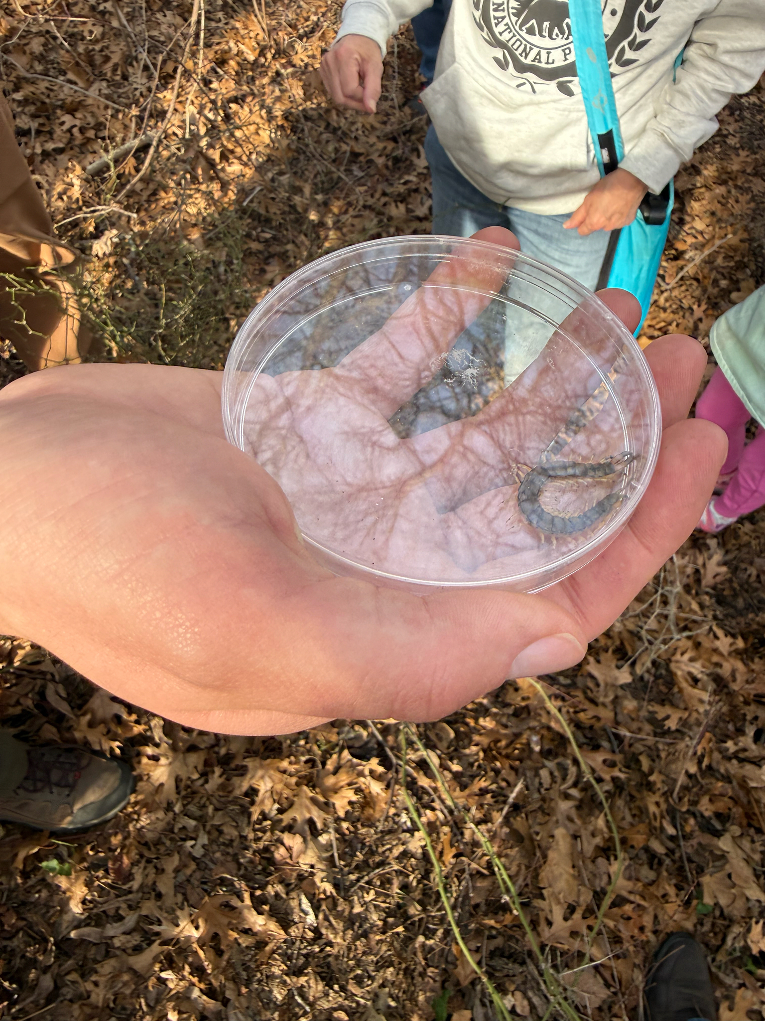 Hemiscolopendra marginata Say, 1821