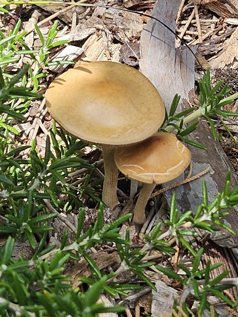 Agrocybe putaminum · January 2026 · photo: © prosperosity (iNaturalist, cc-by)