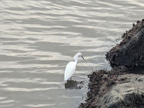 Snowy Egret (Egretta thula), photo 6