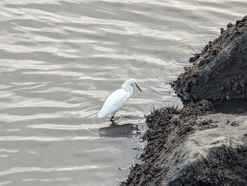 Snowy Egret (Egretta thula), photo 7