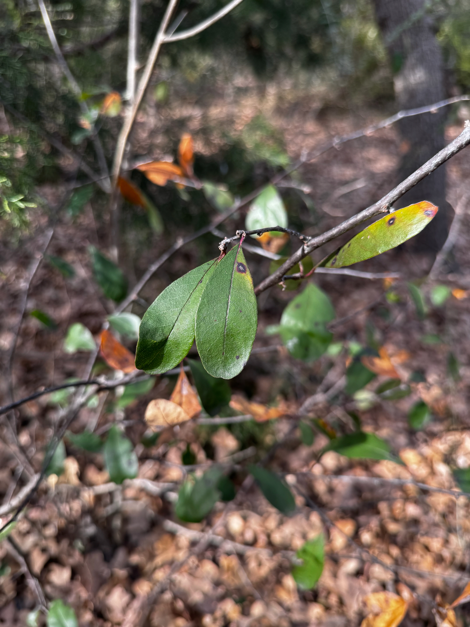 Imagem de Sideroxylon lanuginosum