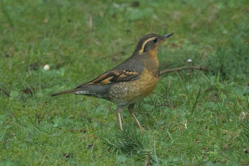 Varied Thrush (Ixoreus naevius), photo 4