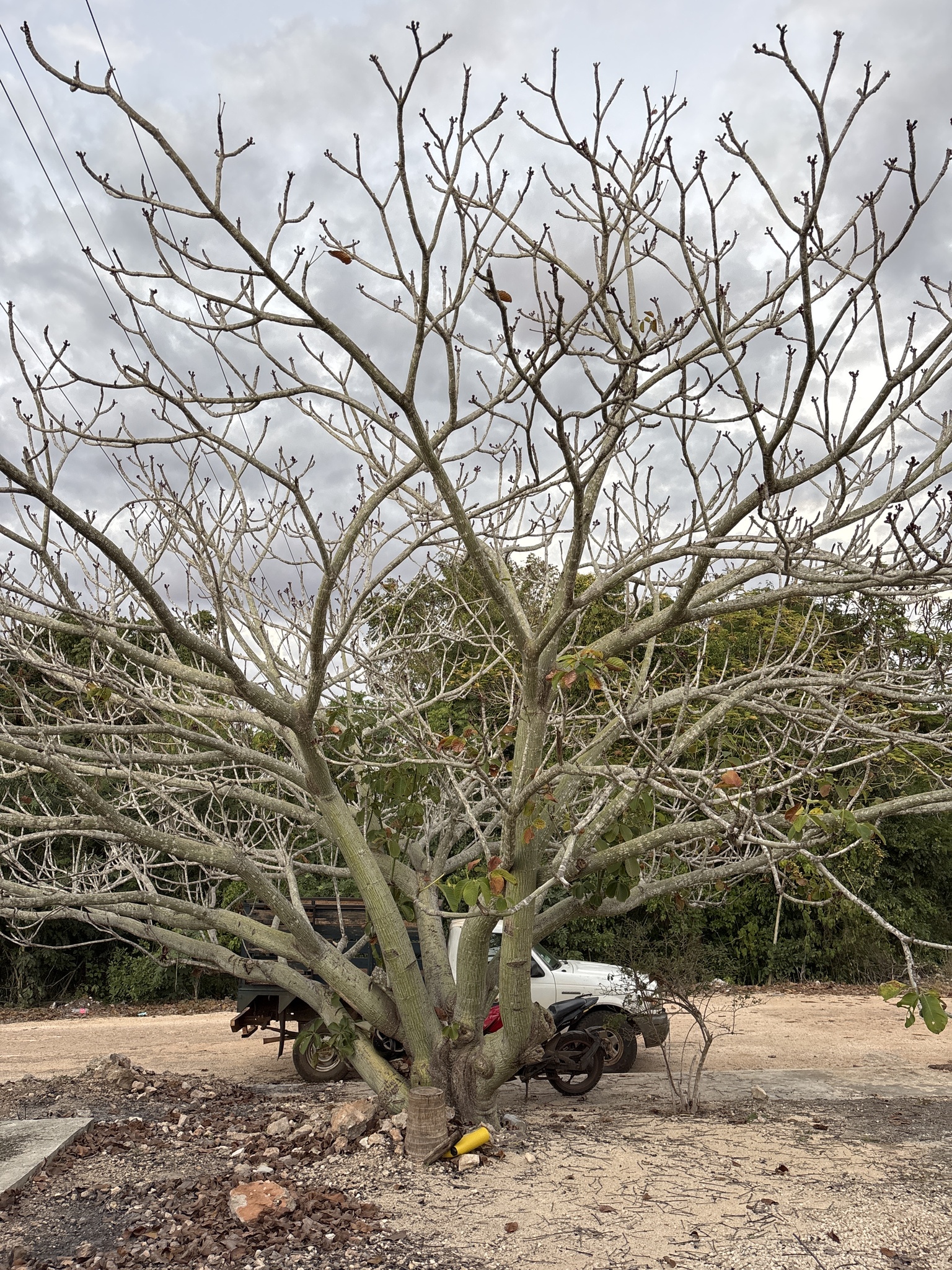 Shaving brush tree