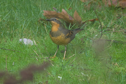 Varied Thrush (Ixoreus naevius), photo 5