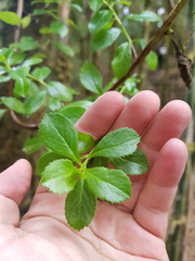 Escallonia myrtilloides