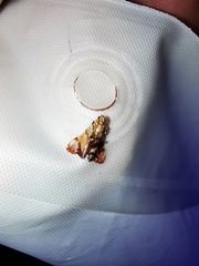 Pyralis oenoealis