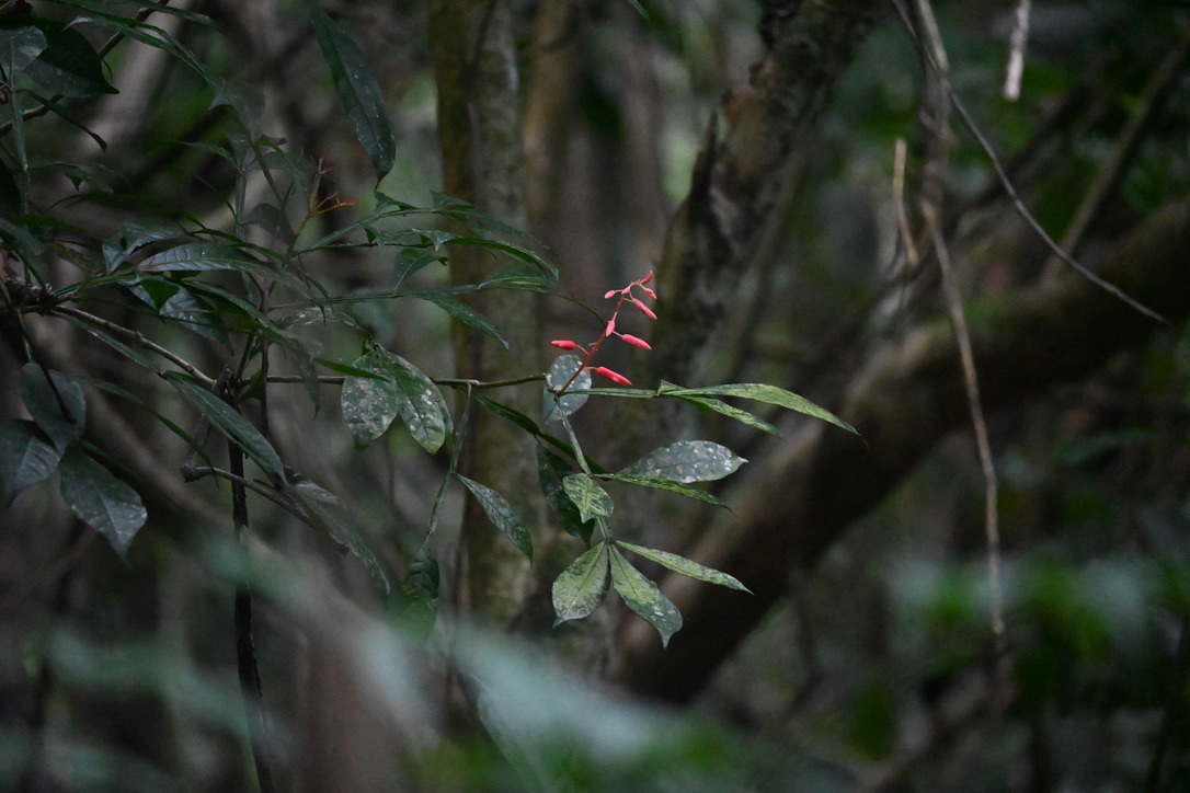 Quassia Wood (Quassia amara)
