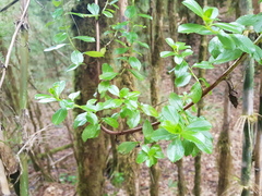 Escallonia myrtilloides