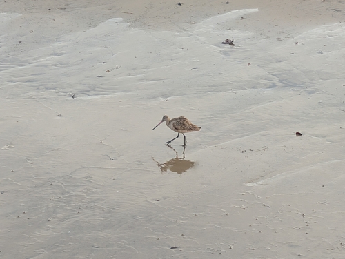 Marbled Godwit (Limosa fedoa), photo 6