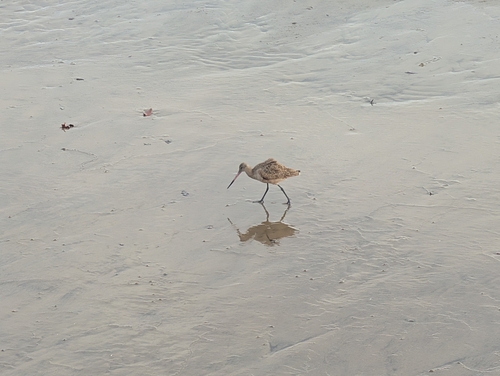 Marbled Godwit (Limosa fedoa), photo 7