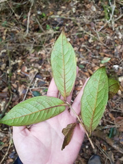 Symplocos austin-smithii