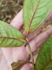 Symplocos austin-smithii