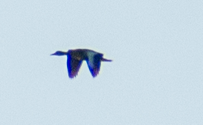 Black-Bellied Whistling-Duck in Sarasota, FL - Slide 4