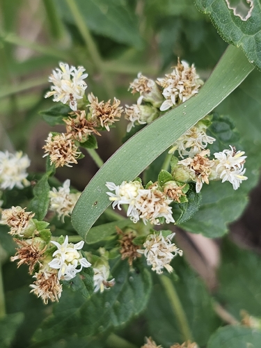 Mexican calea (Calea ternifolia)