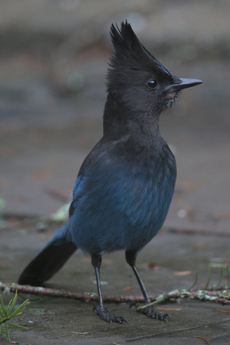 Steller's Jay (Cyanocitta stelleri), photo 3